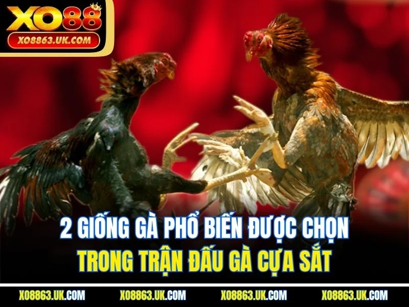 2 giống gà phổ biến được chọn trong trận đấu gà cựa sắt