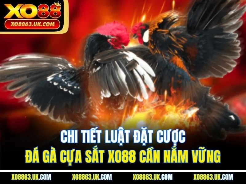 Chi tiết luật đặt cược đá gà cựa sắt XO88 cần nắm vững